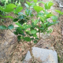 包邮春季2年茉莉花苗半成品裸根苗广西横县茉莉白色双瓣茉莉