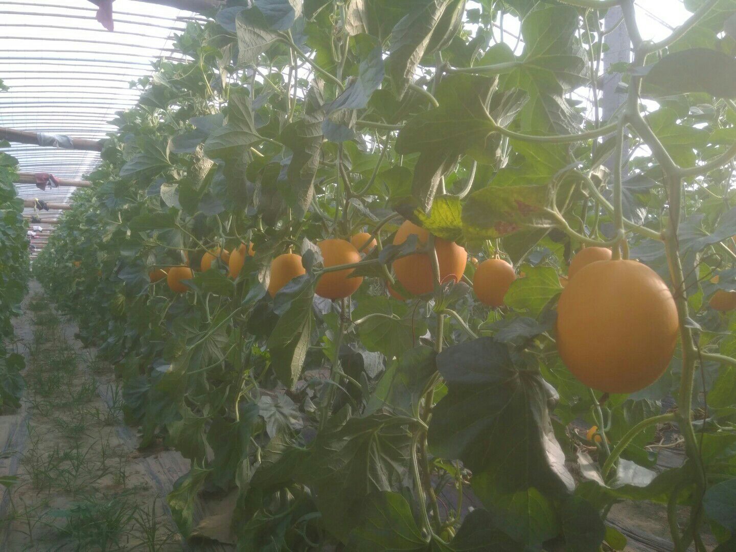 久红瑞甜瓜设施大棚内挂果盛期全景图,体现植株长势、坐果密度与果实着色一致性,用于栽培效果展示与技术培训配图 久红瑞甜瓜田间挂果实景:藤蔓健壮,叶片浓绿,3–4个果实均匀悬垂于主蔓中上部,果实已全面转红,部分果面可见细微网纹,背景为现代化连栋温室钢架结构