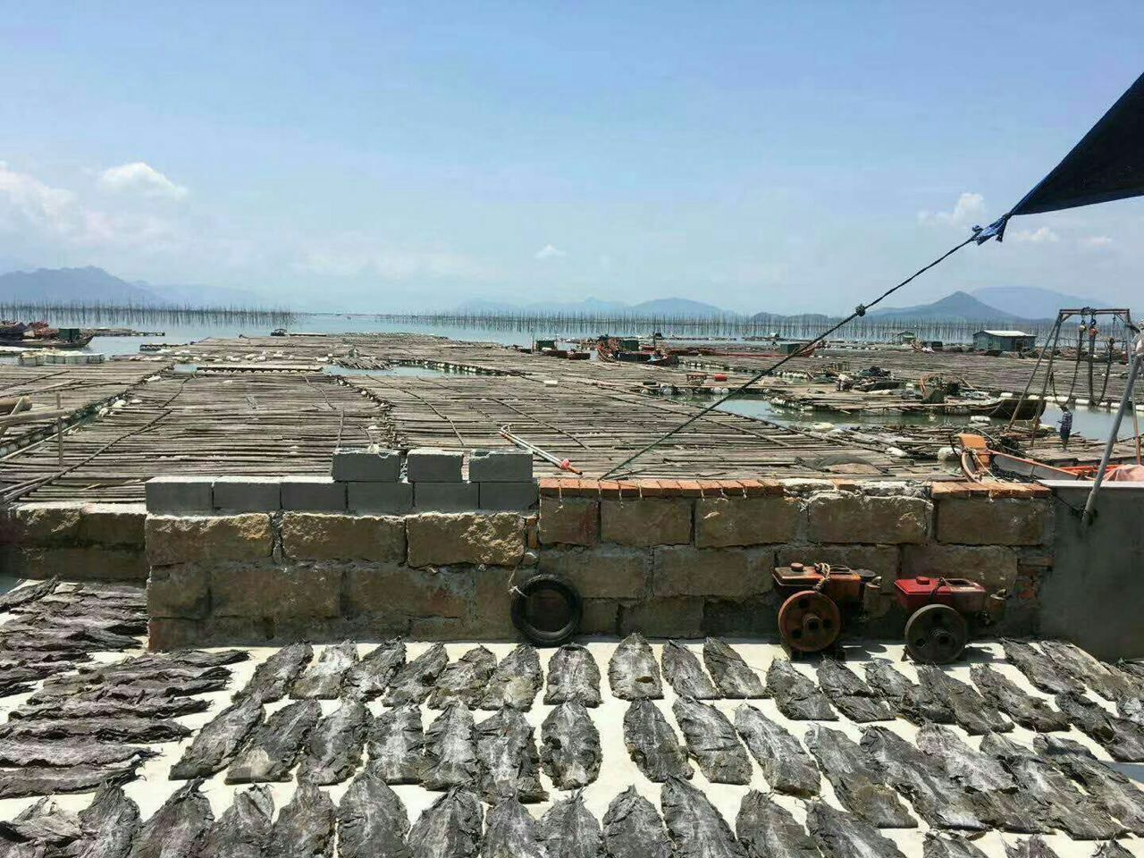 海带在海洋中生长的场景