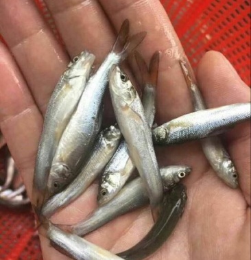 银鳕鱼苗 鳕鱼苗 鱼苗批发 一手货源,自产自销