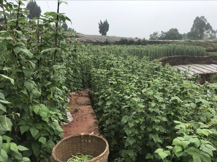 梅里芝麻时里豆成熟植株田间实景