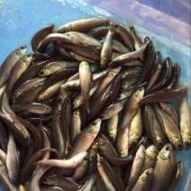 丁桂鱼苗丁岁鱼，快大好养，成活率高，抗病能力强