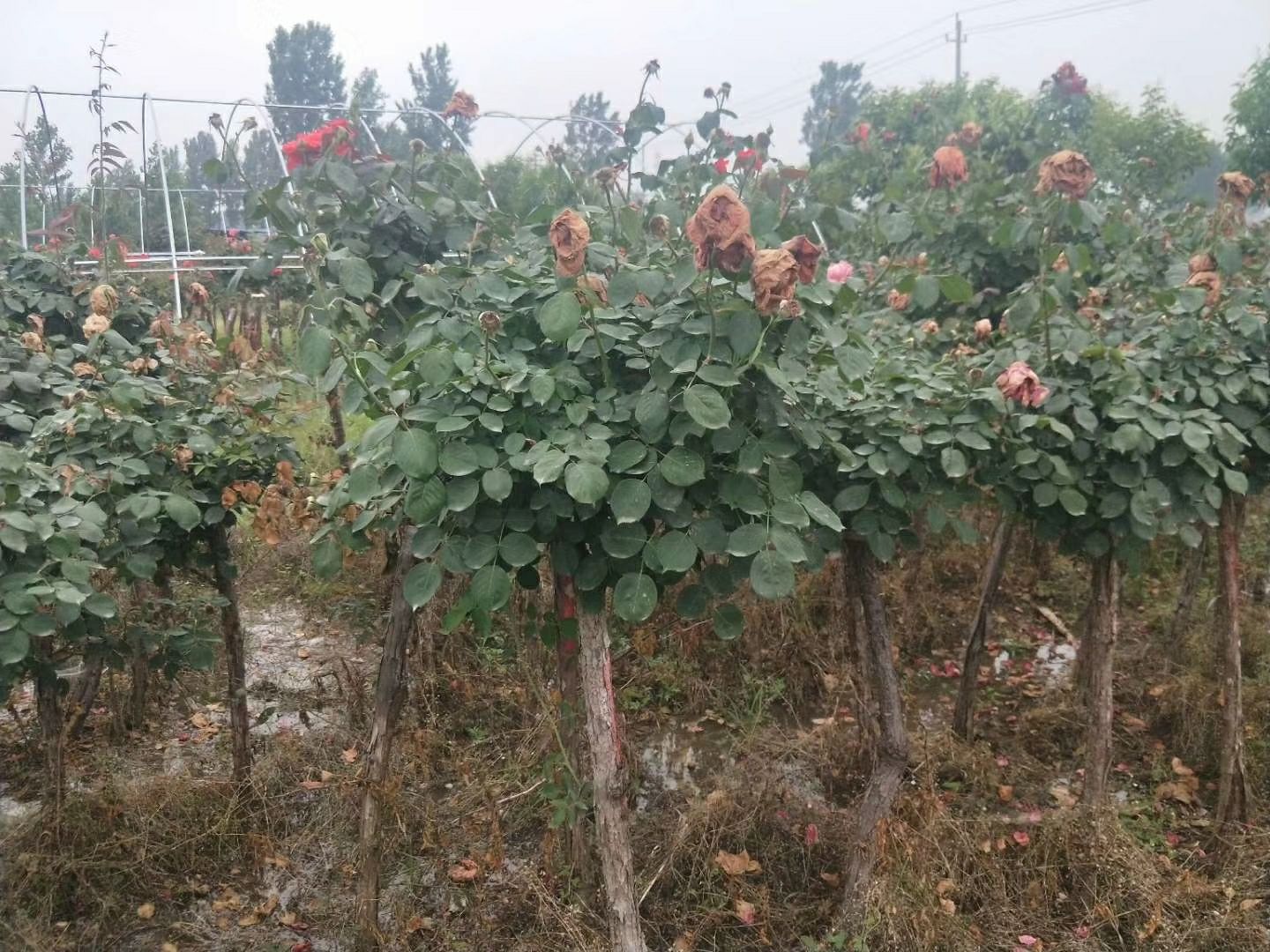 一片种植无刺大花月季‘绿云’的城市公园花境,植株整齐排列,花朵盛开呈淡绿色调,与周围彩色花卉形成对比,游客近距离观赏拍照,突出其景观效果与人本友好设计 无刺大花月季绿云在园林景观中的应用