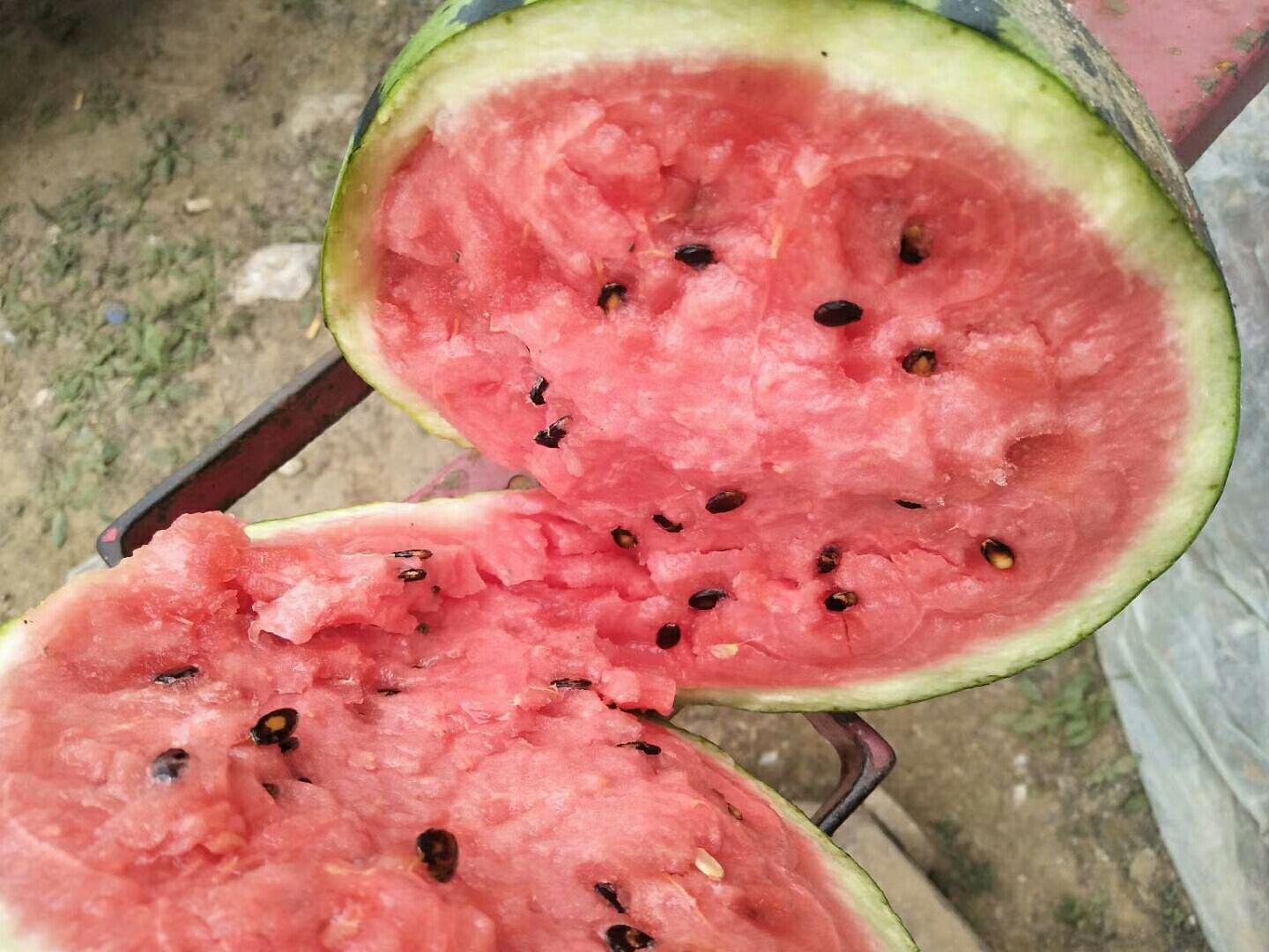 无籽西瓜切面特写