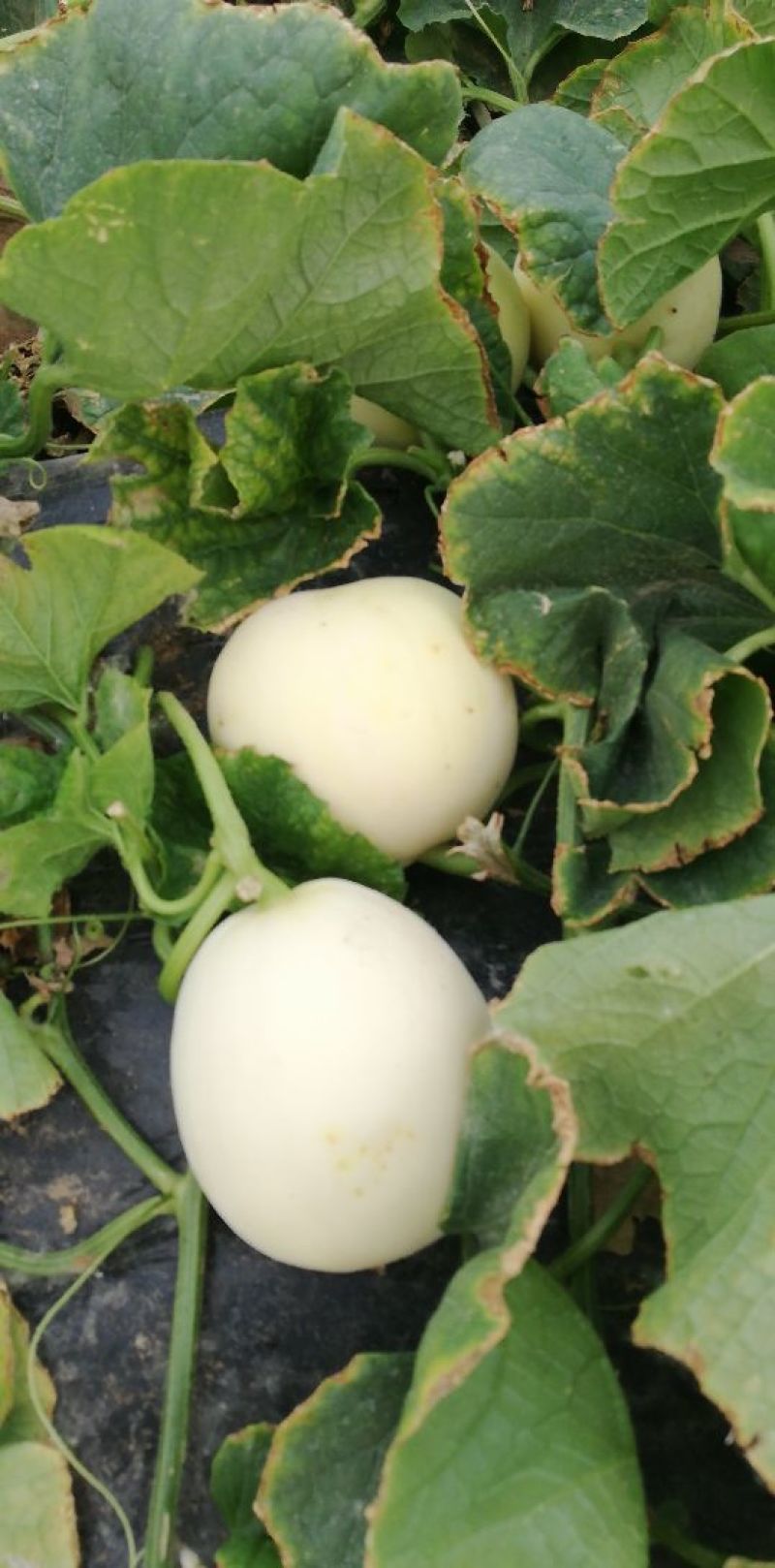 白甜瓜