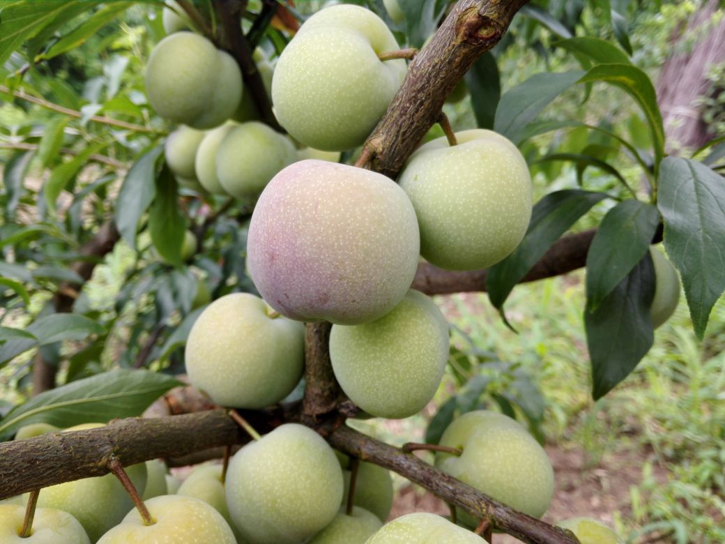 半边红李子特写