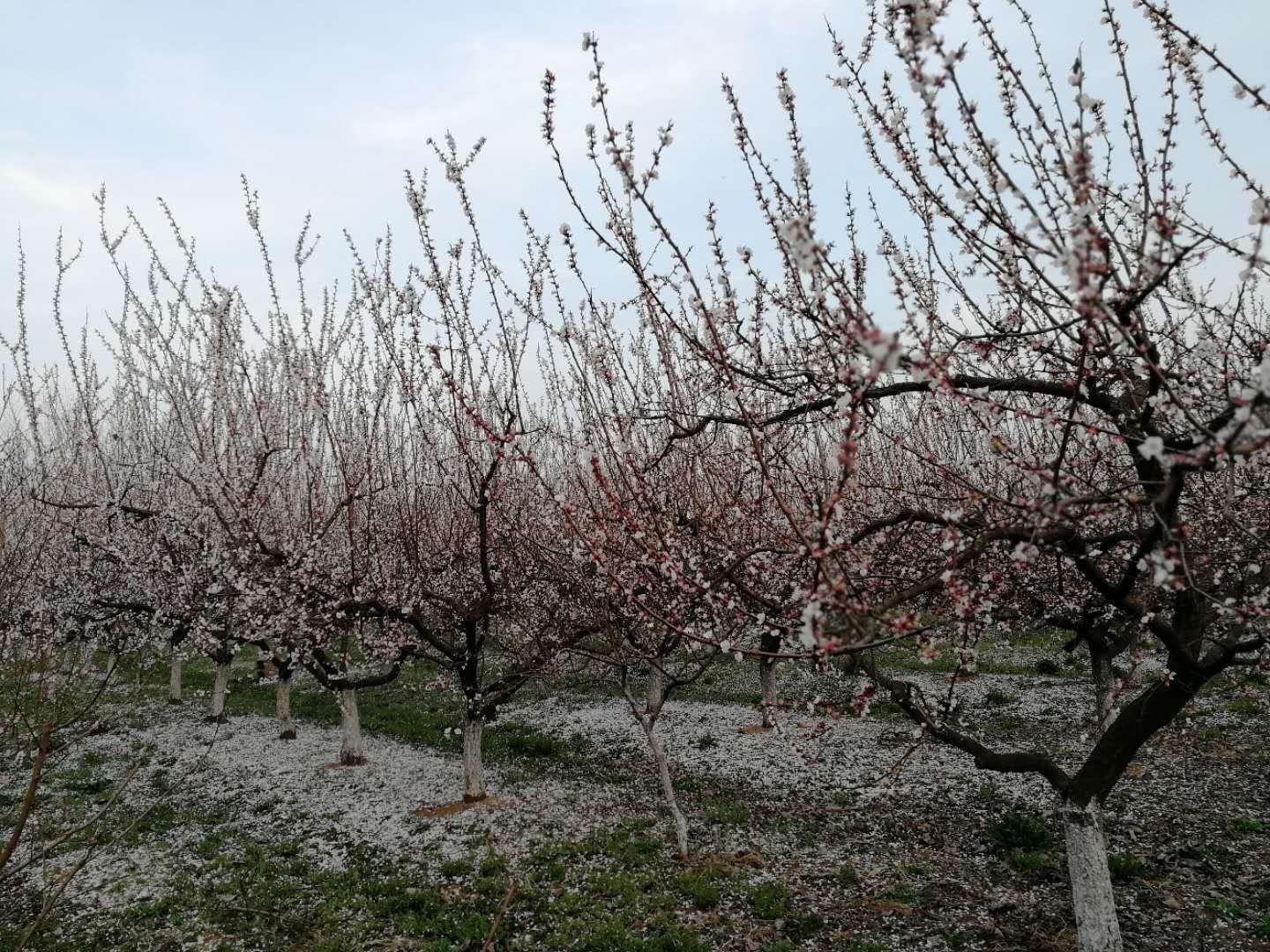 金太阳杏树盛花期全景