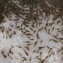 货品草鱼鲤鱼