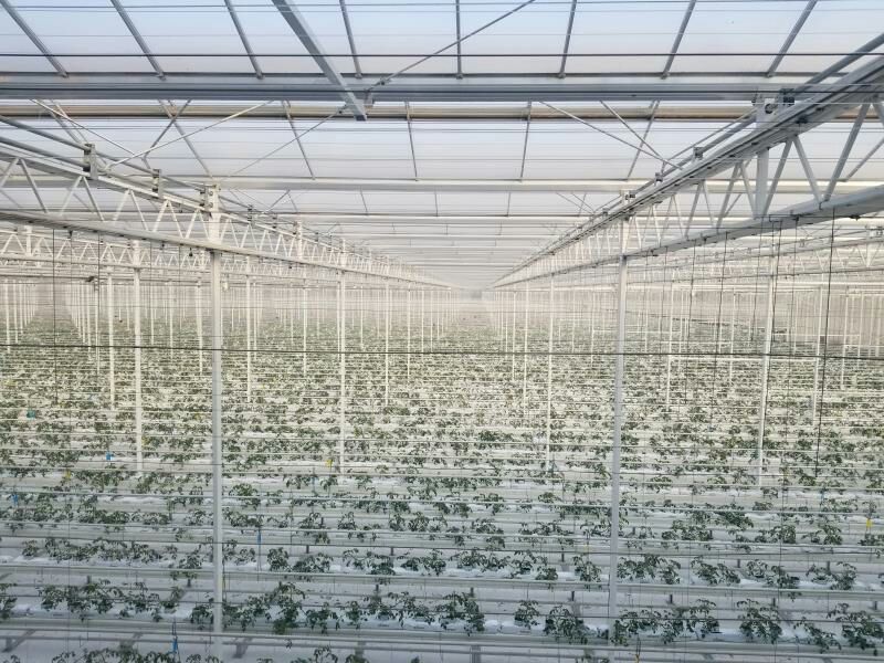 现代化温室中的“碧玉”小黄瓜种植场景