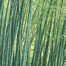 桂竹刚竹