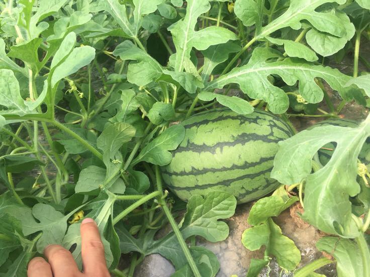 早春红玉与中国红玉对比图