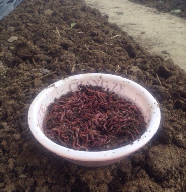 [蚯蚓批发]蚯蚓 饲料价格6.50元/斤 - 一亩田