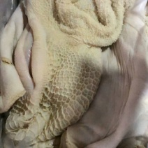 牛肚
