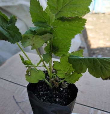 [树莓苗批发]黑树莓营养钵苗黑莓营养钵苗 产地直销保质保量价格2.