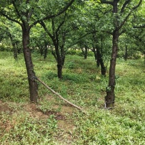 李子树