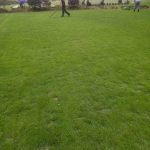 马尼拉草皮