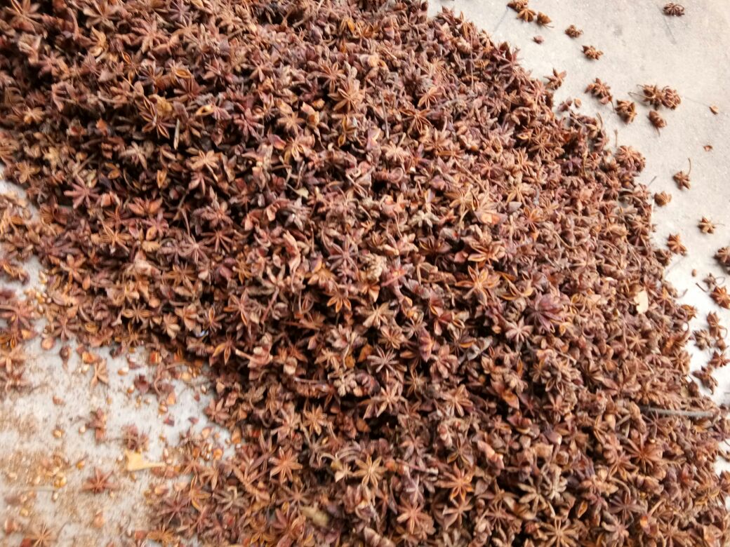 八角与小茴香对比图