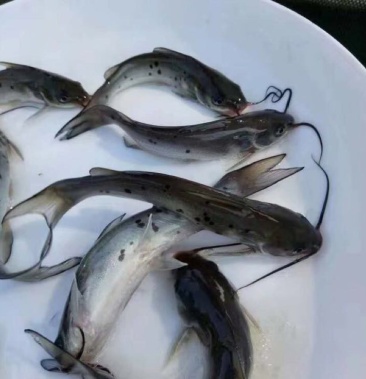 鮰魚苗 斑點叉尾魚苗批發