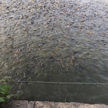湘云鲫