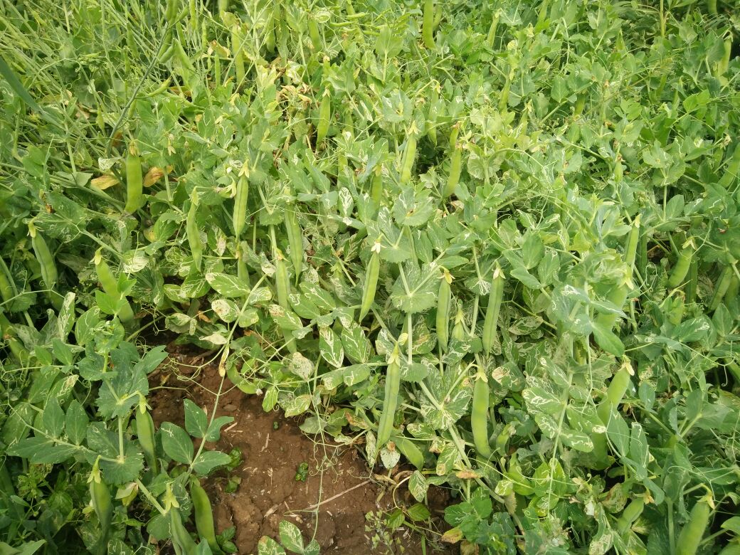 农田中的青豆与豌豆生长场景