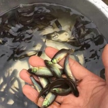丁桂鱼苗优质黄蜡丁现货批发