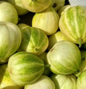 金妃瓜每年五月初大量上市