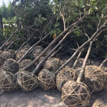 枇杷树
