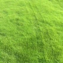 马尼拉草皮
