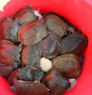 外塘精品黄甲鱼2529斤