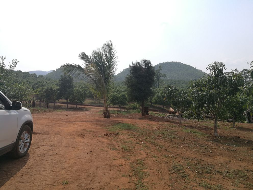 一片热带果园中挂满成熟鹰嘴芒果的果树,枝头果实累累,金黄色果实在绿叶衬托下格外醒目,阳光透过树叶形成斑驳光影,展现自然生态种植环境 鹰嘴芒果果园实景