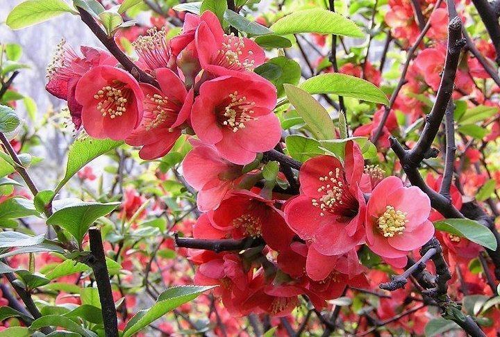 木瓜花形态特写