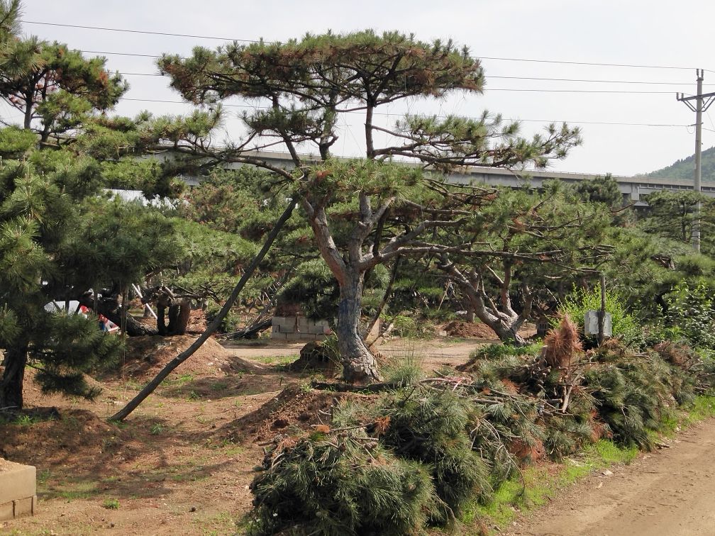 油松成年树木全景