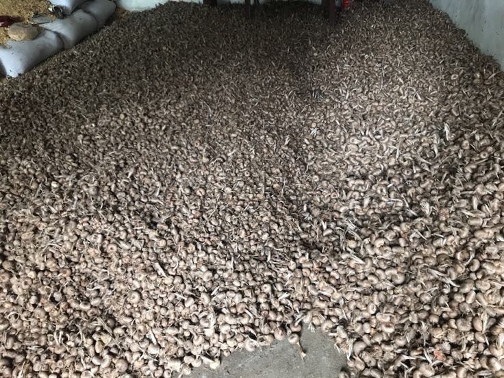 百合花干燥保存示意图:展示百合花雄蕊与雌蕊的干燥与保存方法 百合花干燥保存示意图