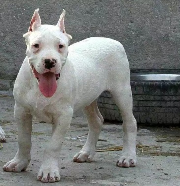 批发]杜高犬打猎 野猪克星三个月起售公母都有喜欢的朋友联系价格