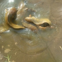 胡子鲶土塘角鱼