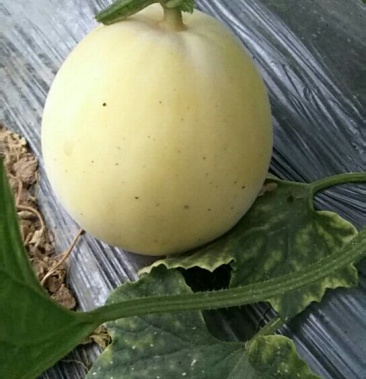 [甜瓜批发]精品甜瓜208价格1.50元/斤 - 一亩田