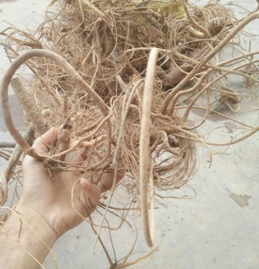 [树地瓜根批发]白花牛奶根价格18.00元/斤 - 一亩田