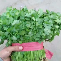 精品大叶香菜芫荽打捆香菜常年供应诚信无忧专业代办