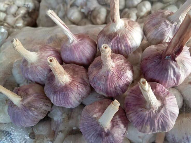 地图展示河北省张家口市下辖的宣化区、蔚县、阳原县、怀来县四大紫皮大蒜主产区,标注各区域地理位置、海拔范围、主要土壤类型及年均气候数据,辅以大蒜田间生长实景叠加示意 张家口紫皮大蒜核心产区分布图