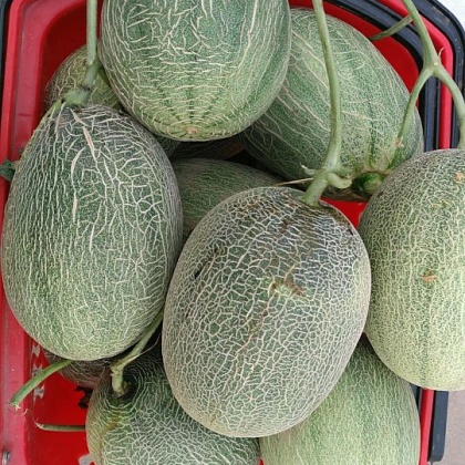 河南开封兰考县哈密瓜价格行情走势 - 一亩田