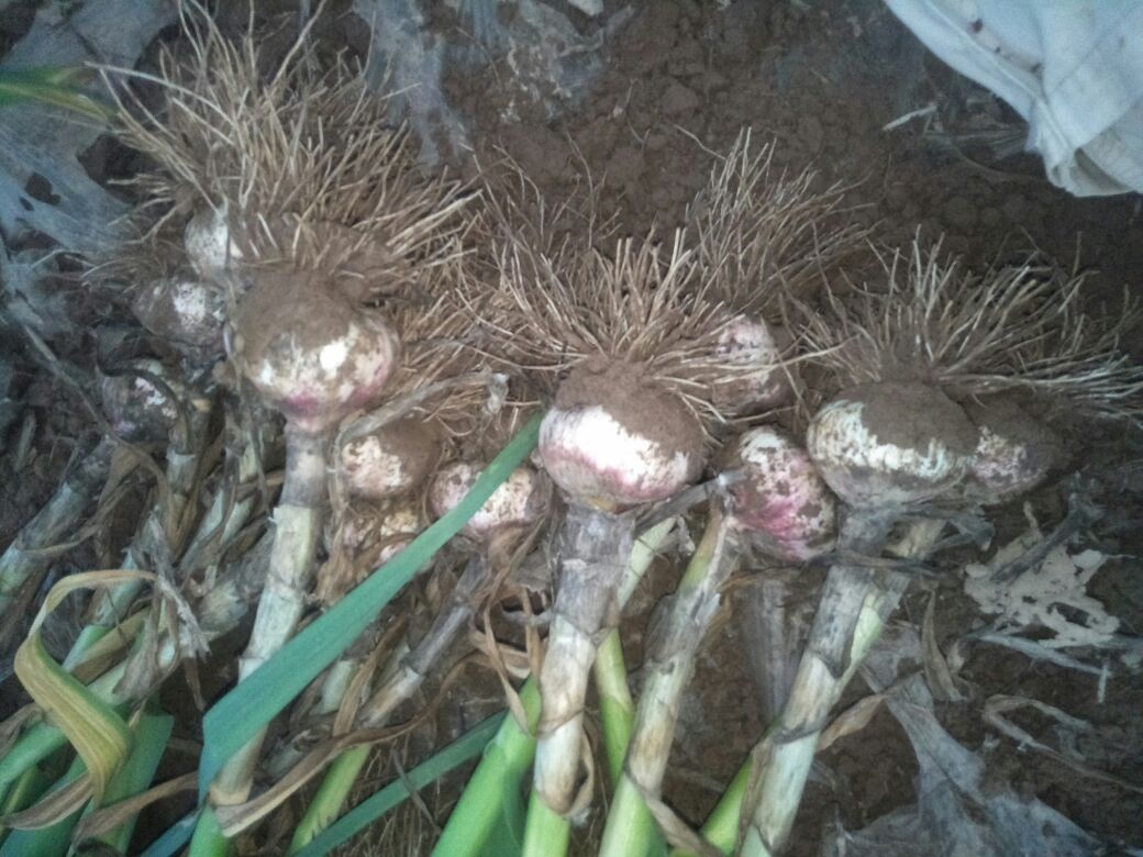 红蒜与红葱头在中国的主要产地分布,显示其地域适应性差异 红蒜与红葱头产地分布图