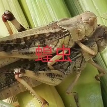 新鲜蝗虫靓货，最少订量50斤起