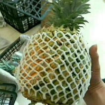 徐闻菠萝