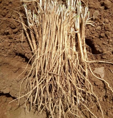 30多公分长的黄芪苗子15吨出售