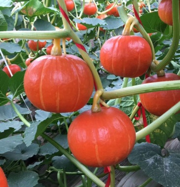日本红南瓜颜色漂亮果型好