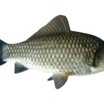 鲫鱼58两