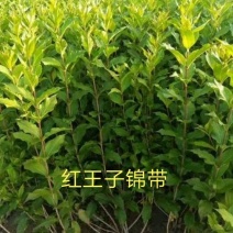锦带红王子锦带丛生锦带杯苗多分枝80-150厘米高