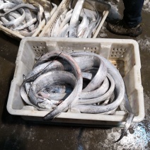 渤海湾刀鱼鲜货
