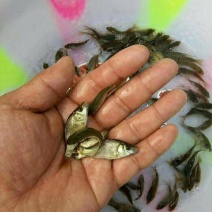 鲫鱼，优质品种，六个月可达到三四两