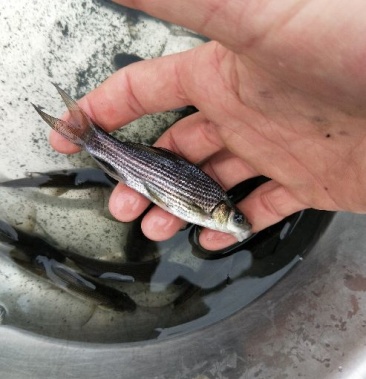 大量供应岩鲤鱼苗 乌原鲤鱼苗 成鱼批发零售